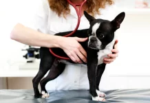 Here Are Smart Things to Know Before You Get a Pet